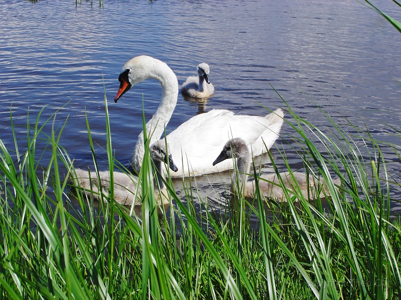 jonge zwanen DSC05927.jpg